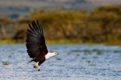 Aquila a pesca sul Naivasha Lake della Rift Valley ...