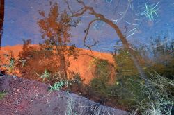 Ayers Rock riflessa in una pozzanghera, dopo una pioggia - L'acqua a Uluru è forse uno degli aspetti più importanti che hanno reso così sacra,per gli aborigeni, questa ...