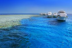 Barriera corallina sull'isola di Giftun. Il reef del Mar Rosso vicino ad Hurghada è una delle migliori destinazioni per le immersioni di tutto l'Egitto - © WitR / Shutterstock.com ...