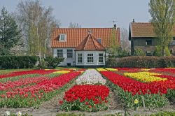 Case olandesi e tulipani colorati, il magico scenario primaverile di Lisse in Olanda  - © Shutterschock / Shutterstock.com