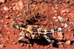 Uno Diavolo Spinoso (Thorny Devil) nei dintorni di Uluru (Ayers Rock) in Australia - Notare la grande capacità mimetica di questo buffo rettile, che sembra provenire direttamente dall'era ...