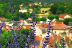 Fioritura e sullo sfondo il borgo di Sarlat-la-Caneda il villaggio medievale della Dordogna in Francia centro-occidentale - © Elena Elisseeva / Shutterstock.com