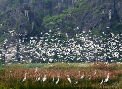 Garzette in volo nella Riserva di Van Long, Vietnam: in questa riserva naturale vivono uccelli e mammiferi anche molto rari, come ad aesempio il "presbite di Delacour" - Foto © ...