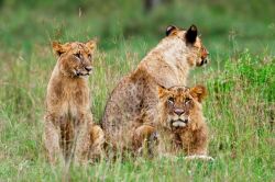 Giovani leoni maschi controllano gli erbivori ...