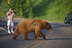 Orso bruno Grizzly attraversa la strada Yellowstone. Anche se tutti gli associano a Yoghi, gli orsi dello Yellowstone National Park sono animali da ritenersi pericolosi, e non vanno ...