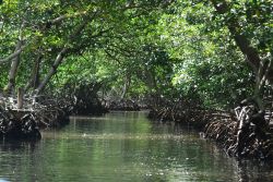 Mangrovie a Roatan, Honduras -  Per ammirarle da vicino si può scivolare a bordo di un kayak in mezzo al groviglio di foreste che ne ospitano ben tre varietà: la rossa, la ...