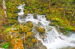 Hukurere Creek, Nelson Lakes National Park, regione di Tasman in Nuova Zelanda - © Wildnerdpix / Shutterstock.com