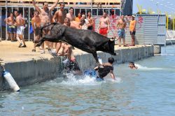I Tori nel mare di Denia: la manifestazione dei Bous a la Mar, che si svolge a luglio è una delle "fiesta major" della Spagna, e richiama tantissimi turisti nella Costa Blanca, ...