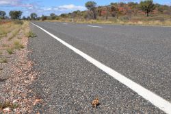 Il salvataggio di un diavolo Spinoso lungo la Lasseter Highway in direzione di Ayers Rock - Lungo la strada che porta ad Uluru, denominata Lasseter Highway che si stacca dalla principale Stuart ...