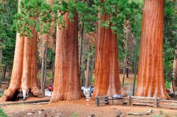 Le cortecce rosse delle sequoie della California ...