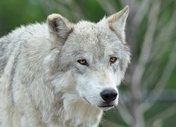 Un lupo grigio all'interno del Parco nazionale di Yellowstone negli USA. Questa regione consente di vedere un grande numero di animali - © Kane513/ Shutterstock.com