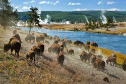 Mandria di bisonti nel Firehole River: Ci troviamo nel Midway Geyser Basin presso il parco del Yellowstone National Park  - © Lee Prince / Shutterstock.com