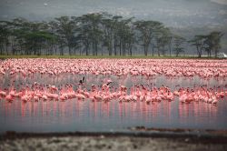 Migliaia di fenicotteri s'affollano sulle rive del lago alcalino di Nakuru in Kenya. E' uno dei bacini lungo la Rift Valley, la lunga spaccatura della crosta terrestre che si estende ...