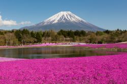 Il Monte Fuji troneggia sulle campagne di Yamanashi, con l'esplosione di colori del Festival di Shibazakura, l'appuntamento floreale del Giappone - © jiratto / Shutterstock.com