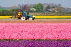 Un trattore al lavoro nelle campagne dell'Olanda : questi coloratissimi fiori si trovano vicino a Lisse, la città dei tulipani e dei giardini di Keukenhof - © VanderWolf Images ...