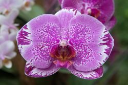 Una splendida orchidea nei giardini dell'isola di Mainau, Germania.
