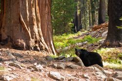 Un orso nero (Black Bear) sorpreso all'interno del Parco nazionale di Sequoia - Kings Canyon negli USA - © Nickolay Stanev / Shutterstock.com