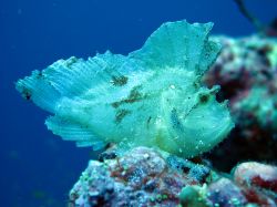 Pesce foglia nella barriera corallina dell'Atollo ...