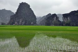 Piantagione di riso, Vietnam: siamo nella zona di Tam Coc, provincia di Ninh Binh, dove gran parte del territorio è occupato dalle risaie che  forniscono il sostentamento alla popolazione ...