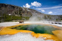 Una piscina naturale con acqua termale bollente: siamo nello Yellowstone National Park ed un bisonte sta pascolando nelle vicinanze. Gli animali vengono spesso a scaldarsi vicino le "Hot ...