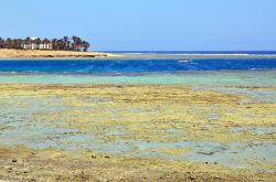 il Reef el Mar Rosso affiora con la bassa marea: snorkeling a Marsa Alam in Egitto - © maudanros / Shutterstock.com