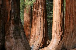Le Sequoie di Mariposa all'interno del Parco nazionale di Yosemite in California, USA - © Christophe Testi / Shutterstock.com