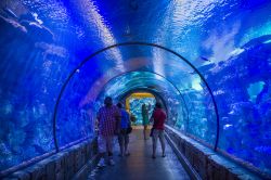 Shark reef Aquarium presso il  Mandalay Bay Resort di Las Vegas - © Kobby Dagan / Shutterstock.com 