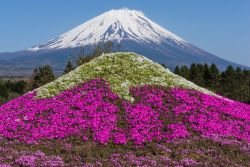 Shibazakura festival: una montagna fiorita rivaleggia con il Monte Fuji, il simbolo del Giappone. Ci troviamo nella prefettura di Yamanashi nella regione di chubu - © fon thachakul / ...