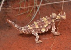 Thorny Devil -  Il Diavolo Spinoso si può ammirare al Reptile Center di Alice Springs, Northern Territory, Australia