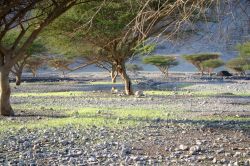 Il letto asciutto di uno uadi in Oman. Siamo nella penisola di Musandam, e le tipiche acacie ci segnalano la presenza di acqua nel terreno, rimasta dopo il breve periodo di piogge monsoniche ...