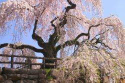Vecchio ciliegio dento al Parco Hirosaki in Giappone. I giardini si trovano intorno all'omonimo castello, edificato  in Periodo Edo, intorno al quale si trova i famoso Distretto Samurai, ...