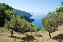 Vista con olivi da Agii Anargiroi, sull'isola di Alonissos, Sporadi in Grecia - © David Fowle / Shutterstock.com