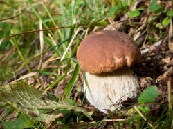 Un fungo del tipo boletus edulis nei boschi dei Colli Albani. A Lariano (Lazio) si svolge a settembre la Sagra del Fungo Porcino