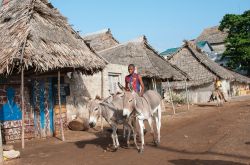 Un abitante di Lamu, Kenya, sul dorso di un asino - una delle più curiose caratteristiche dell'isola di Lamu, in Kenya, è l'abitudine dei locali di utilizzare ancora gli ...