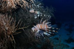 Atollo di Baa: nelle acque dell'atollo, dichiarate Riserva Mondiale della Biosfera nel 2011, si possono vedere pesci, mammiferi marini e coralli in grandi quantità durante le immersioni - ...