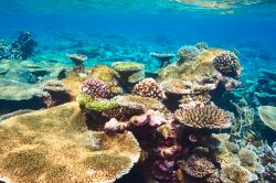 La barriera corallina (reef) circonda le isolette dell'atollo di Ari Sud (South Ari) alle Maldive - foto © Shutterstock.com