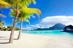 Bora Bora, Isole della Società, Polinesia Francese: sabbia bianca, acqua turchese, palme e la sagoma del monte Otemanu sullo sfondo... a quest'isola non manca nulla per aggiundicarsi ...