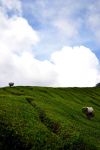 Raccoglitori di té, Cameron Highlands: è normale, durante una visita alle piantagioni, vedere gli operai trasportare enormi sacchi di foglie di tè giù per i campi, ...