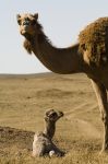 Un cucciolo di cammello nel deserto dell'Oman ...