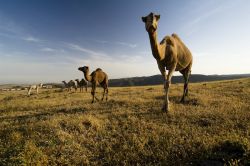 Cammelli sul massiccio del Dhofar in Oman - Copyright ...