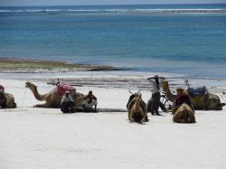 Un gruppo di uomini con i loro cammelli, si riposa ...