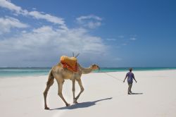 Un cammello sulla spiaggia di Diani Beach, Kenya ...