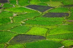 Campi coltivati nella vallata di Spiti, Himachal Pradesh, India. Questa zona dell'Himachal Pradesh è rimasta isolata dal resto del mondo sino al 1992 quando vi hanno fatto visita ...