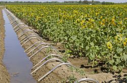 Campo di girasole nell'area agricola presso Sacramento, California - Un'immensa distesa di "sunflowers" cresce nei pressi della città di Sacramento, nella vasta area ...