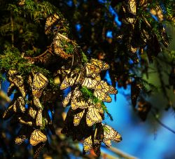 Una colonia di farfalle monarca nei pressi di Morelia, Messico. Fra le più conosciute del continente americano, queste farfalle appartengono alla famiglia Nymphalidae.



