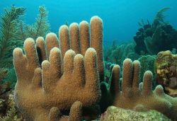 Immersioni a Roatan, Honduras - E' il posto ideale per fare snorkelling e immersioni: i fondali che circondano l'isola ospitano, fra l'altro, particolarissimi coralli dei Caraibi ...