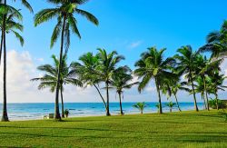 Le splendide palme tropicali di Diani Beach, ...