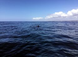 Delfini nel mare di Watamu (Kenya): anche se sono i più facili da vedere, nelle acque di Watamu non vivono solo delfini. In alcuni periodi dell'anno passano da qui anche balene, mante, ...