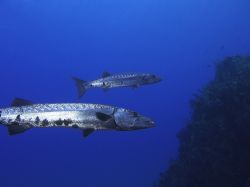 Due barracuda con livrea argentea nel mare dei Caraibi, isola di Saba (Antille Olandesi).




