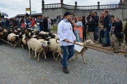 Einsiedeln: un momento della Festa della Transumanza (Svizzera). Protagoniste sono mucche, capre e pecore decorate con drappi e fiori.
